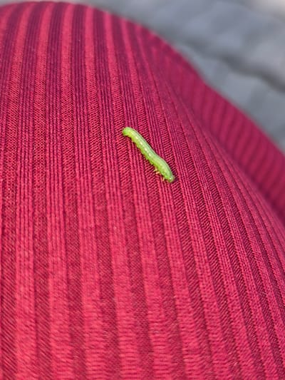 A single, small, green caterpillar is positioned on a textured, maroon surface. The caterpillar is oriented diagonally, with its head facing upwards and to the left. The maroon surface appears to be fabric with a ribbed pattern, with the ribs running vertically in the image. The background is out of focus and appears to be a neutral gray. The lighting suggests an outdoor setting. The location in Uglegorsk, Russia, is not discernable from the image itself.