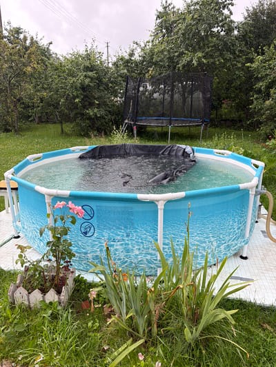 The image depicts an outdoor scene in the village of Папярнянскі сельскі Савет, Belarus, featuring a round, above-ground swimming pool filled with water. The pool is covered with a black tarp, partially submerged, and ripples on the surface suggest it is raining. The pool is supported by a white metal frame and sits on a light-colored deck or platform. Surrounding the pool is a grassy area with various plants, including a rose bush with pink flowers in the foreground and tall, green plants to the right. In the background, a large trampoline with a black safety net is visible amongst dense green trees. The sky is overcast, indicating inclement weather. The overall environment is a residential backyard or garden area.