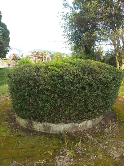 A meticulously manicured, round hedge dominates the scene, nestled within a weathered, low concrete ring. The surrounding ground is covered in moss-laden brickwork interspersed with dry grass and weeds. Beyond the hedge, glimpses of distant buildings and trees are visible against a bright sky. The foliage of mature trees flanks the hedge, providing a backdrop to the garden feature.
