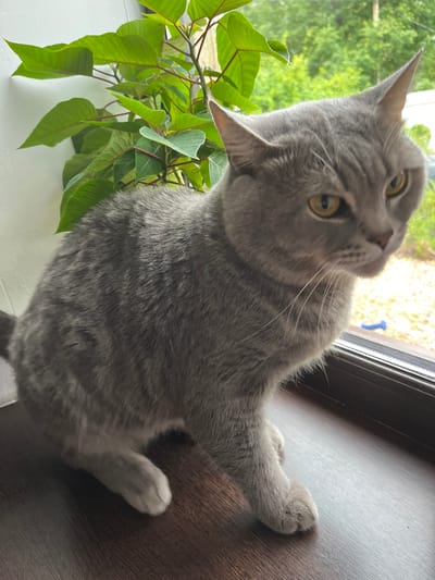 A grey cat with yellow eyes is sitting on a windowsill next to a green leafy plant. The cat is looking up and to the left, with its head tilted. Its fur is short and dense, and it has prominent whiskers. The windowsill appears to be made of dark wood, and the background shows a blurred view of trees and foliage, suggesting an outdoor scene. The lighting indicates it is daytime. The overall mood is relaxed and curious. There is no visible text in the image. The location context is Otyakovo, Russia.
