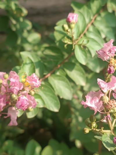 The image shows a close-up of pink crepe myrtle flowers and buds against a blurred green foliage background. The flowers are delicate with ruffled petals and some have visible yellow stamens. Green buds are interspersed among the blooming flowers. The lighting suggests it is daytime, with sunlight filtering through the leaves, creating some highlights and shadows. The scene is natural and appears to be outdoors, likely in a garden or park setting. There are no people or man-made objects prominently featured in the image. The overall impression is one of natural beauty and tranquility. The location of Uchqo'rg'on, Uzbekistan is not depicted or suggested by any visual cues in the image.
