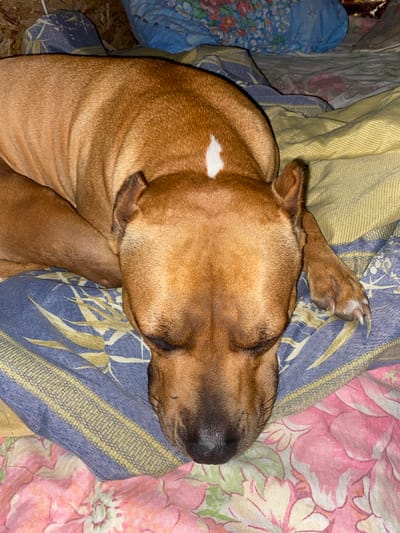 A tan pit bull dog is sleeping curled up on a bed with patterned sheets. The dog is lying on its side with its head resting down. The sheets have a design of blue, yellow, and pink floral patterns. The lighting suggests it might be nighttime or a dimly lit room. The dog has a small white marking on its forehead.