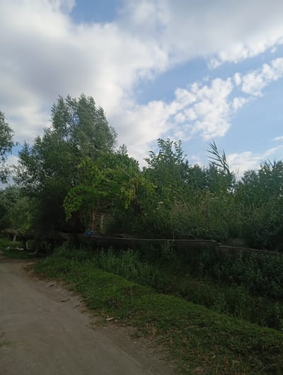 The image depicts a rural scene with a dirt road in the foreground and lush vegetation lining the right side of the road. A concrete structure, possibly an irrigation channel or trough, runs along the edge of the vegetation. Tall trees with dense foliage dominate the background, with a clear blue sky dotted with white clouds visible above. The overall impression is one of natural overgrowth and a somewhat neglected rural setting. There are no people or animals visible in the image. The location is specified as Kızıl-Bel, Kyrgyzstan.