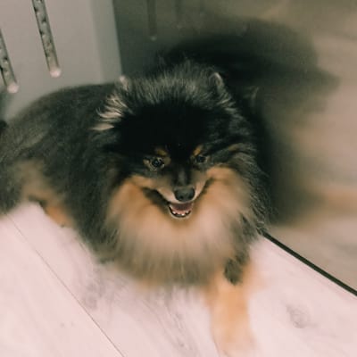 A pomeranian dog with black and tan fur is lying on a light-colored wooden floor. The dog is looking directly at the camera with its mouth open, panting. The background is dark and out of focus, with vertical elements suggesting a rack or shelving unit. There is no discernible information about the city of Chekhov-2, Russia, within the image itself.
