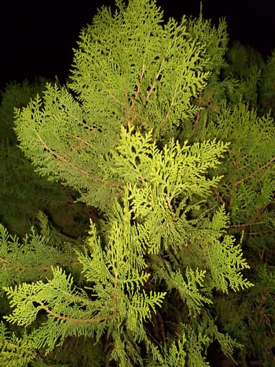 In the city of Barakin Angundi, Nigeria, a close-up, high-angle view captures the dense foliage of a conifer tree against a black, unlit background. The bright green, feathery leaves are illuminated, creating a textured and layered appearance. The focus is on the intricate branching patterns of the evergreen, with a few reddish-brown branches visible beneath the vibrant green needles. The darkness surrounding the tree suggests it is nighttime. There are no people or other discernible objects in the scene.