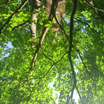 The image is a low-angle view looking up through the canopy of a deciduous tree, likely in Adare, Ireland. Sunlight filters through the vibrant green leaves, creating a dappled effect against the bright blue sky. Several thick, textured branches are visible, some covered in moss, emerging from the main trunk which is also textured and appears old. The leaves are broad and serrated, indicating a healthy tree in a lush environment. There are no people or other objects in the frame. The scene suggests a peaceful, natural setting within or near the Municipal District of Adare—Rathkeale, possibly a park, garden, or woodland area.