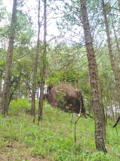 The image depicts a view within a pine forest, likely located at Cam Ly, Da Lat, Vietnam. The foreground is dominated by lush green grass and other low-lying vegetation. Several tall pine trees with rough bark are prominent, with their trunks extending upwards and branches reaching towards the sky. In the mid-ground, a large, dark, rounded boulder is visible, partially covered by vegetation. The background consists of more dense pine trees and a bright, overcast sky. The overall impression is one of a natural, somewhat wild forest environment. There are no people or animals visible in the image.