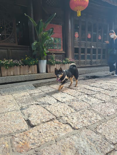 A black and tan Shiba Inu dog with its tongue out is walking on a cobblestone path in front of a traditional wooden building with carved doors. In the background, a woman wearing a face mask and dark clothing is walking away from the camera, looking at her phone. Above the entrance to the building, a large red lantern hangs. Planters with small flowers are visible along the front of the building. The scene appears to be in Gucheng District, China, given the architectural style and the presence of decorative elements often found in traditional Chinese areas.