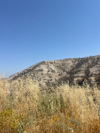 A wide shot captures a clear blue sky above a parched hillside in Silikou, Cyprus. In the foreground, tall, dry, golden grasses and some green shrubs fill the lower half of the frame. The hillside behind the vegetation is terraced, with many of the terraces appearing bare and rocky. Sparse, dark, burnt trees and scattered rocks are visible across the slopes, suggesting a recent fire. The overall scene depicts a dry, arid landscape under a cloudless sky.