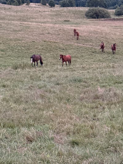 The image shows a pastoral scene in Galinė, Lithuania, with several horses grazing in a grassy field. The perspective is from above, looking down at the animals in the landscape. There are five horses visible in total, scattered across the field. One horse is a reddish-brown color and stands out against the green grass. Another is a darker brown, and two more are lighter brown, with one of them appearing to be a foal. The field is covered in tall, dry grass, with a patch of trees visible on the left side of the frame. The overall impression is one of tranquility and natural beauty. The time of day appears to be daytime, with soft, diffused light suggesting it could be overcast or late afternoon. There are no people or man-made objects visible in the frame. The scene conveys a sense of peace and the simple existence of the horses in their natural habitat.