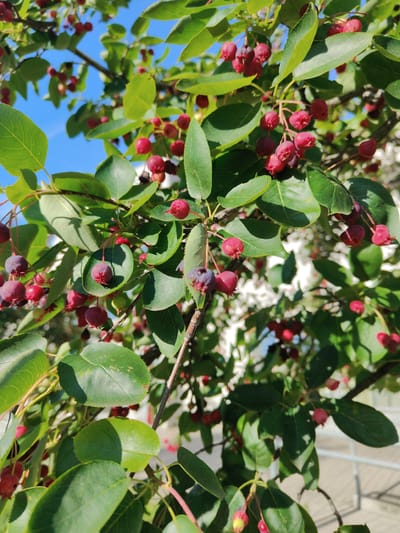 The image depicts a close-up view of a saskatoon berry bush in bloom, with numerous small, reddish-purple berries clustered on branches amidst green leaves. The berries are round to oval in shape, with some exhibiting a slight purplish hue, indicating they are ripening. The leaves are ovate with serrated edges, typical of the saskatoon berry plant. The background is a bright blue sky, suggesting an outdoor setting on a clear day. In the blurred background, hints of white blossoms and a light-colored structure, possibly a building or fence, are visible. The overall impression is of a natural scene, likely a garden or park, with the focus sharply on the berries and foliage. The scene is located in Bielany Wrocławskie, Poland, where saskatoon berry bushes are commonly cultivated for their fruit and ornamental value.