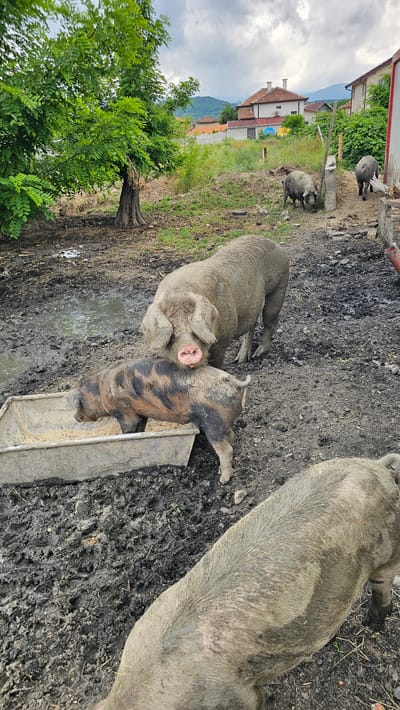 This image depicts a rural outdoor pig enclosure in Karavelovo, Bulgaria, under an overcast daytime sky. The ground is heavily covered in dark, wet mud and dirt, with visible puddles and numerous pig footprints.
In the foreground on the right, a large, light gray or brown pig is partially visible, showing its side and back. Towards the center, another sizable light gray/brown pig is positioned, facing towards the left, with its distinct pink snout and ears clearly visible. Beside this pig, a smaller piglet, characterized by its black and brown spotted coat, is actively feeding from a concrete or stone trough. Further into the background, two additional smaller, dark-colored pigs can be observed near some rustic structures.
The left side of the frame is dominated by vibrant green trees and lush vegetation. Beyond the immediate enclosure, several houses with traditional red-tiled roofs are visible, set against a backdrop of distant, hazy mountains. The cloudy sky suggests overcast weather conditions, likely contributing to the muddy state of the pigpen.
The scene captures a typical moment of farm life, showcasing pigs in their natural, muddy environment. No discernible text is visible in the image.