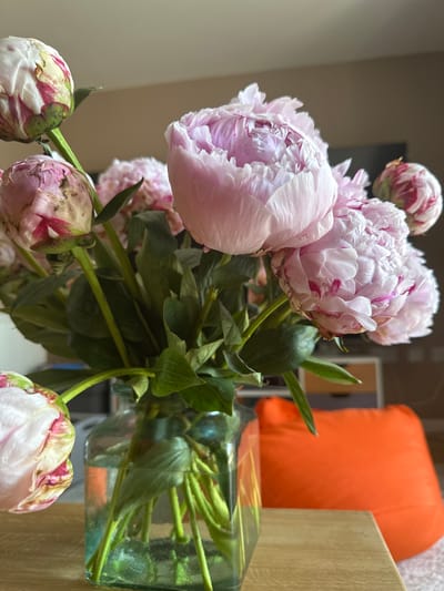 A close-up, slightly angled shot displays a bouquet of pink peonies in a clear glass vase. The peonies vary in bloom, with some fully open and others still in bud. The fully bloomed flowers exhibit layers of delicate pink petals, some with deeper magenta streaks, and their centers are a soft, fluffy texture. The buds show a similar color scheme of pink, white, and green. Lush green leaves and stems are abundant throughout the bouquet.
The vase, filled with water, is positioned on a light-colored wooden surface. In the background, out of focus, is a bright orange cushion, suggesting an indoor setting, likely a home or office. The lighting appears to be natural, casting soft shadows and highlighting the textures of the flowers. The overall mood is one of natural beauty and a tranquil, domestic atmosphere. There are no people visible, and no text is present in the image. The time of day and weather are not discernible. The location context of Sandwell, United Kingdom, is noted but not visually evident within the frame.