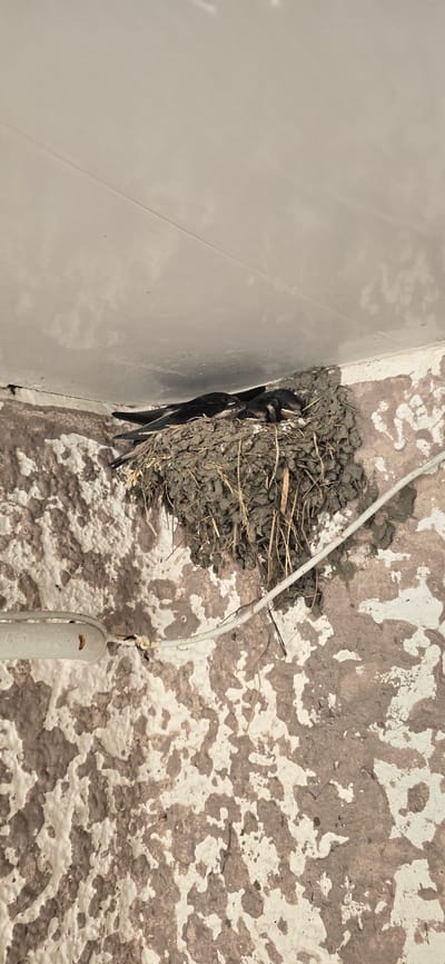 The image shows a swallow's nest built in the corner of a building's eaves. The nest is made of mud and straw, and contains several young swallows. A white cable runs across the wall below the nest. The wall itself is textured and appears to be made of concrete or stucco, with patches of peeling paint. The lighting suggests it is daytime. The location is identified as Khabez, Russia.