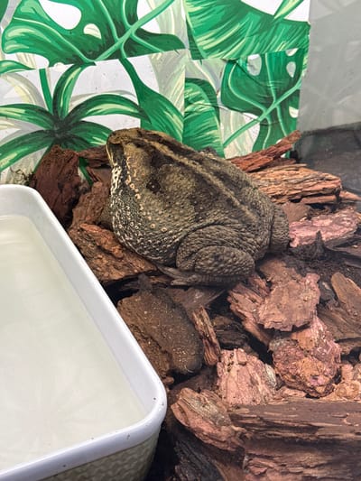 A toad is positioned on a bed of wood chips and bark. To the left of the toad is a white rectangular dish filled with clear liquid. In the background, a wall is decorated with a pattern of large green leaves against a white backdrop. The scene appears to be indoors, possibly in a terrarium or a pet enclosure. There is no indication of this location being in the city of Каменка, Russia.