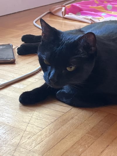 A black cat is lying on a wooden floor. A white cord runs diagonally across the floor in front of the cat, and a smartphone is visible to the left of the cat. A pink and yellow patterned fabric is in the background. The scene is indoors, likely a residential setting. The location of L'Haÿ-les-Roses, France is not discernible from the image.