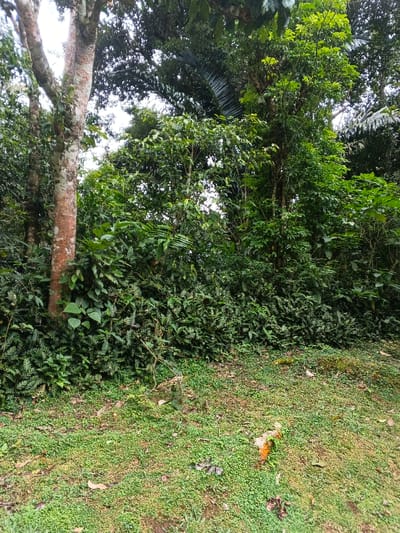 This image depicts a densely vegetated, outdoor environment in Tây Ninh, Vietnam. The scene is dominated by various shades of green foliage under an overcast or heavily shaded sky, visible intermittently through the canopy. The foreground features an uneven ground surface covered predominantly with small, dark green leafed plants and patches of exposed soil, along with scattered brown leaf litter. In the lower right quadrant, an orange-colored object, possibly a piece of fruit or organic debris, rests on the ground.
Mid-ground and background are characterized by a thick wall of tropical vegetation. Prominently in the left mid-ground stands a large tree with light brown, mottled bark, its trunk extending upwards beyond the frame. To its right and extending across the frame, numerous other trees and shrubs with darker green foliage form a dense canopy. The undergrowth beneath these trees is thick with broad-leafed plants and ferns, creating a layered effect of varied textures. No human figures or man-made structures are visible. The overall impression is one of a natural, wild, or semi-cultivated tropical landscape.