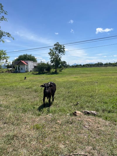 A black calf stands in a grassy field under a blue sky with scattered clouds, near a simple house with a red roof in Ham Thuan Bac, Vietnam. The calf is facing the camera, its head slightly tilted. In the background, power lines stretch across the sky, and trees are visible. The field is predominantly green, with some patches of dry grass. Several small objects, possibly rocks or debris, are scattered on the ground in the foreground. A thin rope is visible tied to a short wooden stake in the field. The overall scene depicts a rural or semi-rural setting on a sunny day.