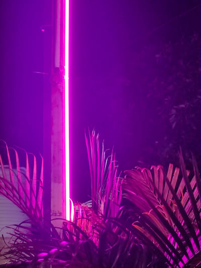 A bright pink neon light runs vertically along a pole in the city of Dattapur, India. The pole is partially visible on the left side of the frame, and the neon light emanates a strong glow that illuminates the surrounding area with a vibrant purple hue. In the foreground, tropical foliage, likely palm fronds, is bathed in this same purple light, creating a dramatic and somewhat abstract scene. The background is a dark, indistinct blur, suggesting the image was taken at night. There are no people or visible actions in the frame.