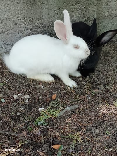 This is a close-up, eye-level shot of two rabbits, one white and one black, sitting on the ground. The rabbits are positioned close together, with the white rabbit in the foreground and the black rabbit partially behind it. Both rabbits appear to be relaxed, with their ears perked up and their eyes closed or partially closed. The white rabbit's fur is fluffy and bright, while the black rabbit's fur is dark and sleek.
The rabbits are situated on a patch of dry soil, which is covered with fallen leaves, twigs, and some small green plants. A rough, grey concrete wall is visible in the background, suggesting an outdoor setting, possibly a garden or yard. The lighting appears to be natural, indicating it's daytime.
The image contains two pieces of visible text in the bottom corners. The bottom left corner displays "REDMI A3", likely indicating the model of the phone used to capture the image. The bottom right corner shows a date and time: "30.06.2026 12:52".