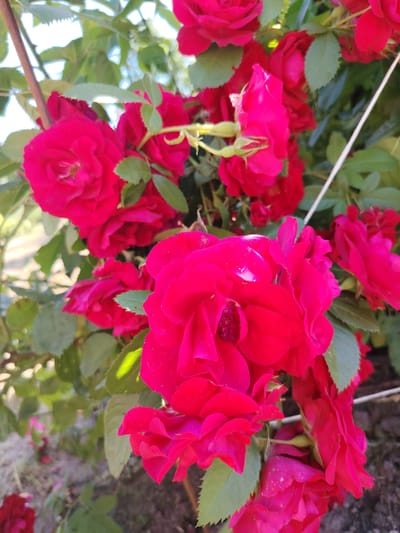 A close-up shot showcases a cluster of vibrant red roses in full bloom. The flowers are densely packed, with overlapping petals creating a rich texture. Some roses are fully open, revealing their intricate centers, while others are still in bud form, with tightly furled petals. Green leaves, some with serrated edges, are interspersed among the blooms, providing a contrasting backdrop. The lighting suggests an outdoor setting, possibly a garden, with dappled sunlight illuminating the petals and casting soft shadows. A thin white string or wire is visible on the right side of the image, suggesting the roses may be part of a cultivated garden or trellis. The background is softly blurred, hinting at a natural environment, likely a park or garden in the rural area of Акцябрскі сельскі Савет, Belarus.