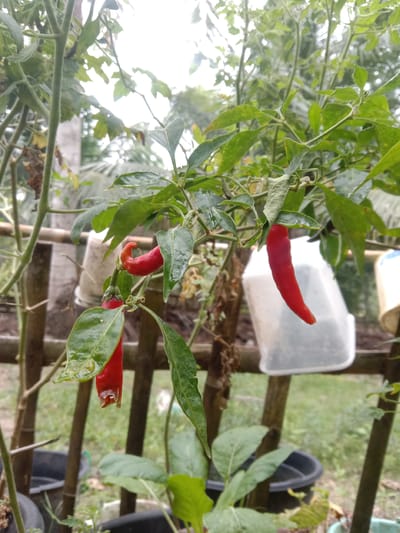 In Gampong Teungoh, Indonesia, a close-up shot captures a chili plant with three red chilies visible. One chili is curved upwards, pointing to the left, and another hangs downwards. The third chili, the largest, is also hanging. The plant is situated outdoors, with a bamboo fence in the background. Two translucent plastic containers are also present behind the chili plant. The ground appears to be dirt, with some greenery and black pots visible. The lighting suggests it is daytime, possibly overcast.