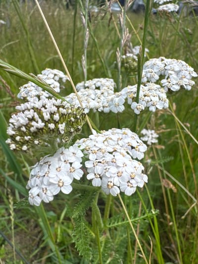 A close-up, eye-level shot captures a cluster of white yarrow flowers in a field of green grass and stalks. The yarrow flowers, with their tiny, delicate petals and yellow centers, are the primary subject. Some of the flowers are fully bloomed, while others are still in bud form, revealing their green and brown hues. The background is a blur of green, suggesting a natural, outdoor setting likely within the city of Canterbury, United Kingdom, possibly in a park or meadow. The lighting is natural, indicating it was taken during the daytime. There are no people or animals visible in the frame, and no discernible actions or interactions are taking place. The overall scene is peaceful and focuses on the intricate beauty of the wildflowers amidst their grassy surroundings.
