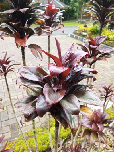 Several Cordyline fruticosa plants, commonly known as Ti plants, are arranged in a garden. The plants exhibit striking reddish-purple foliage with prominent, glossy leaves. Water droplets glisten on the leaves of the plant in the foreground. The background features a brick walkway, vibrant green moss, and blurred trees, suggesting a natural or park-like setting. The plants are evenly spaced, creating a visually appealing pattern and symmetry.