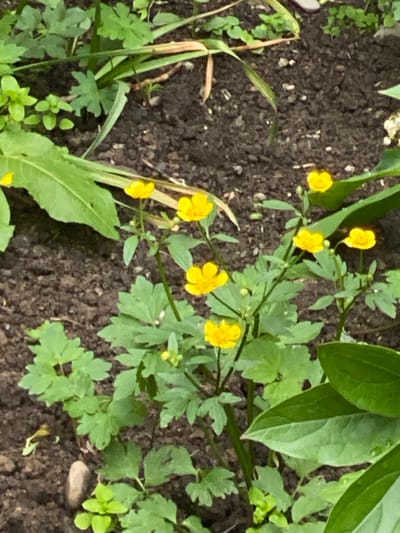 In Yuzhno-Sakhalinsk, Russia, a cluster of small, yellow buttercup flowers are growing in dark soil. The flowers have five petals and are on thin green stems. Some are in bloom, while others are still buds. Lush green leaves surround the flowers. The scene appears to be an outdoor garden or natural setting.