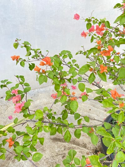 A close-up, high-angle outdoor shot captures a bougainvillea plant with vibrant orange and pink bracts and green leaves. The plant is situated against a light grey, textured wall, possibly a building facade, with a concrete surface visible below, suggesting an urban environment. The concrete shows signs of wear and tear, with cracks and a slightly grimy appearance. There are no people or animals visible in the scene. The lighting is natural, indicating daytime. The overall impression is one of natural beauty juxtaposed with an urban setting in Margorejo, Indonesia.