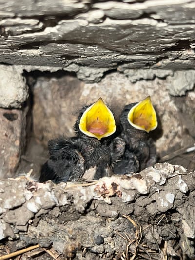 Two small, dark-feathered bird chicks with wide-open yellow mouths are nestled in a mud nest. The nest appears to be constructed from mud, twigs, and possibly some white, flaky material. The chicks are positioned close together, with their mouths agape, suggesting they are waiting to be fed. The background consists of rough, textured surfaces, possibly a stone or concrete structure, providing a sheltered environment. The scene is illuminated with artificial light, creating a somewhat harsh contrast. The location is specified as Ilavche, Ukraine.