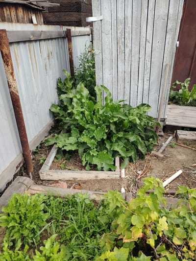 A medium-shot, eye-level, outdoor, overcast, daytime scene depicts a corner of a garden in Ekibastuz, Kazakhstan. A large, leafy plant with rough, toothed leaves, possibly horseradish, is growing in a raised wooden planter. Adjacent to this planter, a light-colored wooden structure, possibly a shed or outbuilding, stands with vertical planking. A metal fence, corrugated and weathered with rust stains, runs along the left side of the image, supported by rusty metal posts. In the foreground, a smaller garden bed contains various leafy green plants, including what appears to be sorrel and some grass or weeds. To the right of the image, a currant bush with dark berries is visible. The ground is dry and covered with dirt, wood chips, and some scattered debris. The overall impression is of a utilitarian, somewhat unkempt, domestic garden area.
