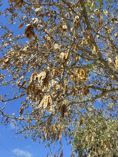 The scene depicts an upward view into the canopy of a tree in Ciego de Ávila, Cuba, against a clear, bright blue sky. The tree's branches are primarily bare, displaying a gnarled, light greyish-brown appearance. Numerous dry, elongated, flattened seed pods, ranging in color from light brown to tan, hang profusely from the branches, often clustered together. The pods are the dominant visible organic material on the branches. Patches of vivid blue sky are visible through the gaps in the tree structure and between the pods, indicating a sunny environment. No individuals, animals, or identifiable man-made objects are present within the immediate frame.