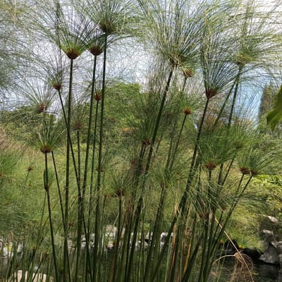 The image displays a dense cluster of papyrus plants with their characteristic umbrella-shaped seed heads. The stems are tall and green, some rising from a dark, watery surface, likely a pond or a slow-moving body of water. In the background, lush green foliage and trees are visible, suggesting an outdoor, natural setting. The sky is bright and appears to be a clear blue. The image is taken from a low angle, looking up at the towering papyrus stalks. There are no people or animals visible in the frame. This scene is situated in the botanical gardens of Laugumba, Indonesia, a location known for its diverse collection of plant species.