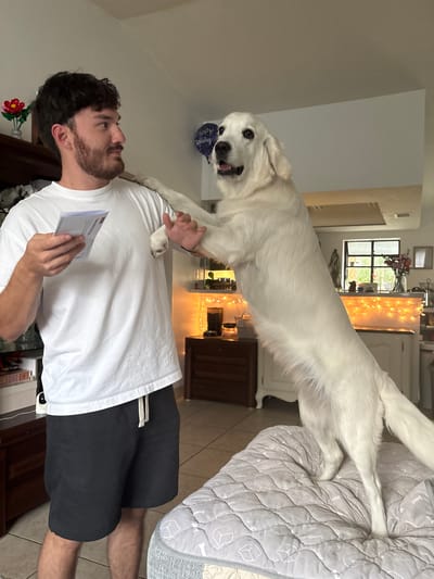 In Tampa, Florida, a young man with dark, curly hair and a beard stands indoors, holding a white card in his left hand and looking at a white dog. The dog, a large breed, is standing on its hind legs, with its front paws resting on the man's shoulder and chest, and its head tilted towards him. The man is wearing a white t-shirt and dark shorts. The background features a room with furniture, a cabinet decorated with string lights, and a window. A balloon with "Happy Birthday" written on it is visible in the background. The lighting suggests it is daytime, with artificial lights also illuminating the scene.