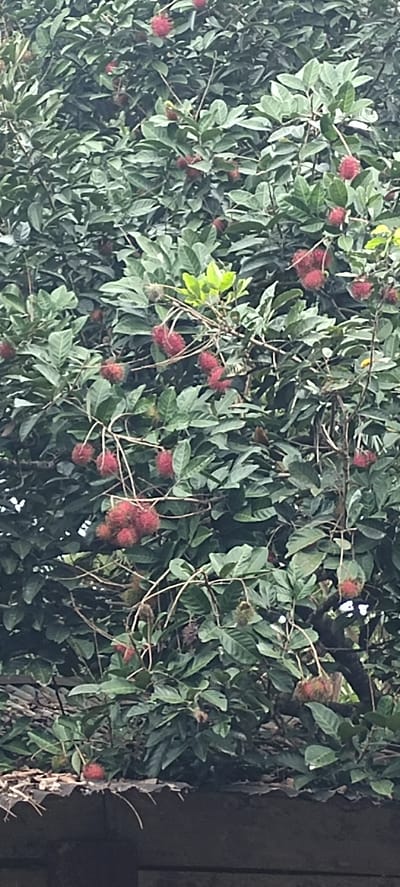 The image shows a close-up view of a rambutan tree laden with ripe red fruit, set against a backdrop of lush green leaves. The rambutan fruits are clustered on branches, their spiky exteriors a vibrant contrast to the foliage. The tree appears to be healthy and mature, with a dense canopy. The scene is likely located in Kilometer Delapan, Indonesia, given the context. The image captures the abundance of the harvest and the natural beauty of the tropical environment.