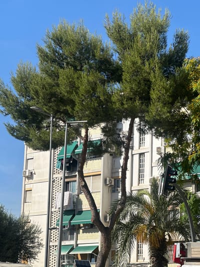 The image shows a multi-story building in Cornellà de Llobregat, Spain, with a large pine tree in the foreground. The building is light-colored with multiple windows, some of which are covered by green awnings. Laundry is visible hanging on a balcony. Streetlights and a traffic signal are also present. The sky is clear and blue.