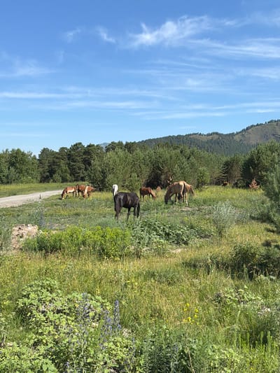 A herd of horses grazes in a grassy field with a dirt road in the background. The horses are of various colors, including brown, black, and white. In the background, there are dense green trees and a rolling hill. The sky is blue with a few scattered clouds. This scene is located in Elekmonar, Russia.