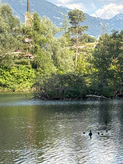 The image depicts a serene lake scene with lush green trees bordering the water. In the foreground, the lake's surface is rippled by gentle waves, reflecting the sunlight. A family of ducks, including several ducklings, swims gracefully across the water, with one adult duck prominently featured in the center. In the background, a tall, slender church spire pierces the skyline, partially obscured by the dense foliage. The backdrop is a majestic mountain range, its peaks softened by distance and haze. The overall impression is one of natural beauty and tranquility, with a touch of architectural presence from the distant church. It is likely Buchs (SG), Switzerland, given the mountainous landscape and architectural style.