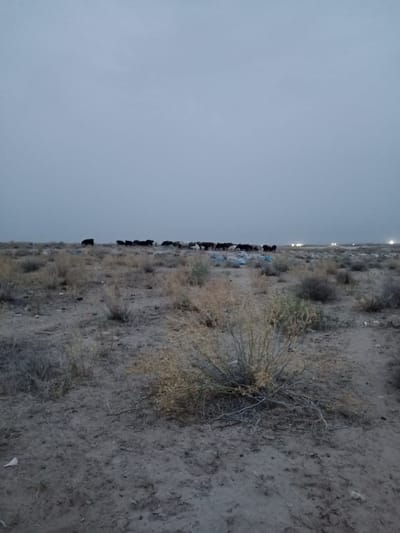 The image depicts a wide, desolate landscape under a pale, overcast sky, likely at dusk. In the middle ground, a herd of livestock, predominantly dark-colored animals appearing to be sheep or goats, is gathered. Scattered throughout the terrain are patches of dry, sparse vegetation and some blue plastic debris. In the far background, a line of distant lights suggests the presence of a settlement or industrial area. The ground is uneven and appears to be a mix of dry soil and sand, with some low-lying scrub brush. The overall impression is one of a rural or semi-rural environment on the outskirts of Karaulbazar, Uzbekistan, characterized by open space, natural vegetation, and signs of human activity in the distance.