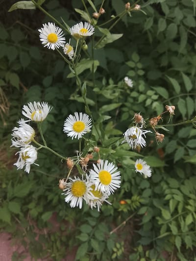 This is a close-up, vertical, eye-level shot of a cluster of white and yellow daisies. The flowers are in various stages of bloom and decay, with some appearing fresh and vibrant while others are wilted and browning. The background is a dense tangle of green leaves, suggesting an outdoor, natural setting. No specific landmarks or features of Codru, Moldova, are visible. The image appears to be taken in natural light, with no artificial illumination.