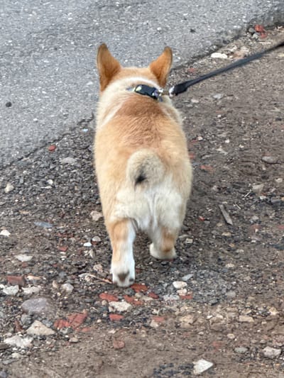 A corgi walks on a gravel path next to a paved surface. The corgi is facing away from the camera and is on a leash. The background is blurred and appears to be an outdoor environment.