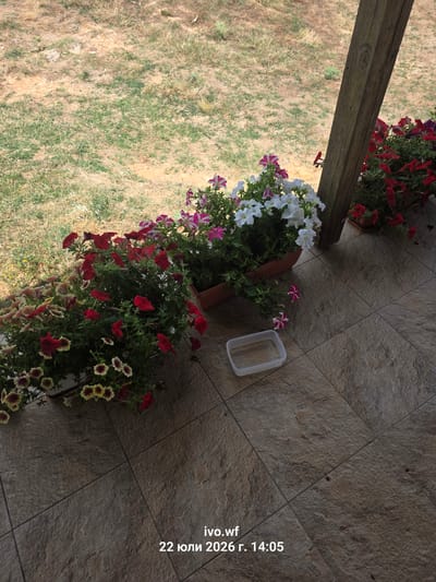 This is a high-angle shot of a porch or patio with several potted petunias in bloom. The flowers are in various colors, including red, white, and pink. A wooden support beam is visible on the right side of the frame. A small, clear plastic container is on the tiled floor in front of the flowers. The background shows dry, patchy grass and soil. Text overlays at the bottom indicate "ivo.wf" and "22 юли 2026 г. 14:05". The scene is outdoors, likely in a residential area, given the potted plants and porch setting.