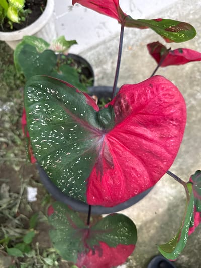 The image depicts a close-up shot of a Caladium plant with variegated leaves. The leaves exhibit a striking color combination of red and green with small white spots. The plant is potted and placed outdoors, with the background including other plants and some ground cover. The image was taken in the city of Pulorungkom, Indonesia.