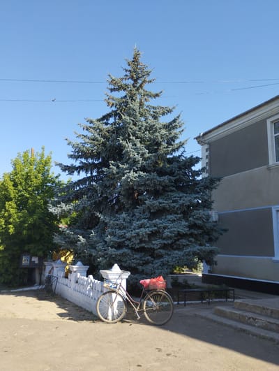 A large, blue-green coniferous tree dominates the center of the frame, its branches reaching towards a clear, bright blue sky. To the left, a vibrant green deciduous tree stands next to it. In the foreground, a bicycle with a red basket holding a red bag is parked on a paved surface. The bicycle is leaning against a white, decorative fence. Behind the fence, a light-colored building with dark trim and windows is visible on the right. The environment appears to be outdoors in a relatively open space. The image was taken in Vasylivka, Ukraine.