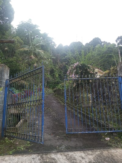 A blue metal gate stands ajar, revealing a narrow, dark asphalt path ascending into a lush, green forest. The gateposts are concrete, weathered and aged, and the path is bordered by overgrown vegetation and a stone wall partially covered with blossoming pink flowers. The scene evokes a sense of mystery and invitation into the wild. Overhanging trees and a cloudy sky suggest a humid or rainy environment.