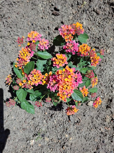 A low-angle, full outdoor shot captures a vibrant cluster of Lantana flowers blooming amidst dry, sandy soil. The flowers exhibit a gradient of colors, ranging from bright pink and orange to yellow, clustered in small, dense heads. Lush green leaves surround the blossoms, contrasting with the muted tones of the ground. The soil appears dry and loosely packed, with small pebbles and debris scattered across its surface, suggesting a possibly arid or recently disturbed environment. The lighting indicates it's daytime, with distinct shadows cast by the plant and an unidentified object on the left edge of the frame, possibly a person's silhouette. The overall scene is one of natural beauty and growth within a simple, earthy setting. This image was taken in Ogre, Latvia.