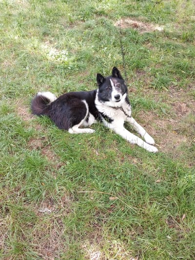 This media file shows a black and white dog lying on a grassy lawn. The dog is a medium-sized breed with erect ears and a bushy tail curled over its back. It is wearing a metal chain collar. The dog's fur is predominantly black with white markings on its chest, paws, and face. Its eyes are dark brown, and it appears to be looking directly at the camera with a calm expression. The grass is a mix of green and dry blades, suggesting it might be late summer or early autumn. Sunlight filters through unseen foliage, casting dappled shadows on the ground. The background is a blur of green grass and dry earth. There is no visible text in the image. The setting appears to be an outdoor, natural environment, possibly a backyard or park. The overall mood is peaceful and relaxed.
