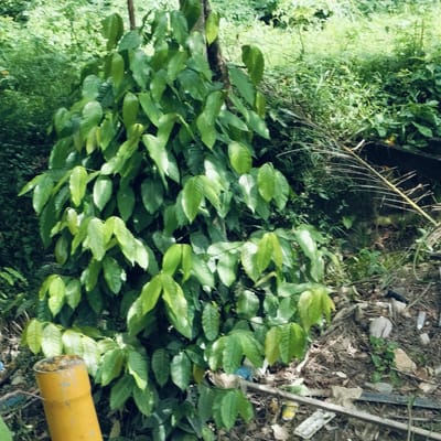 This image depicts a lush, green natural environment, likely an overgrown area or forest edge in Blang Glong, Indonesia, during daylight hours. The central subject is a medium-sized plant or small tree, densely covered with vibrant green, ovate leaves that appear somewhat glossy and pointed. Its brown, woody stem or trunk is visible through the foliage.
The background consists of a soft, blurred mass of additional green vegetation, indicating a thicket or deeper forest beyond. The foreground reveals a ground littered with various types of debris, contrasting sharply with the surrounding nature. A prominent yellow pipe or pole, seemingly cut off or partially buried, is situated in the lower-left corner, its top showing some dark, caked material. The ground cover is a mix of dried leaves, soil, and scattered litter, including white plastic or styrofoam pieces, a small blue plastic item, and other unidentifiable refuse. On the right side, dried palm fronds or similar long, thin dry leaves protrude from the ground, alongside a darker, possibly decaying log or branch.
No people or animals are visible, and no specific activity or event is taking place; the scene is static, showcasing nature's resilience amidst human-generated waste. The lighting is bright and diffused, suggesting a sunny or partly cloudy day with light filtering through the canopy, as there are no harsh shadows. There is no discernible text visible anywhere in the image.