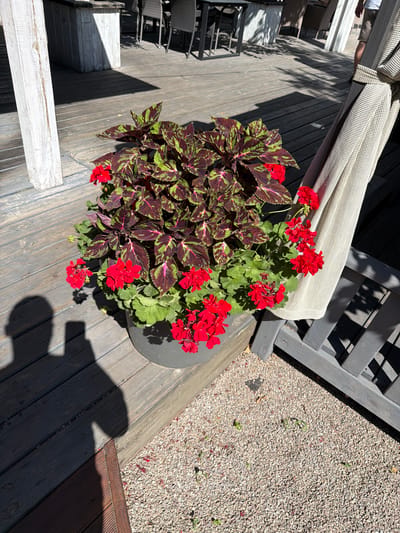 A large planter filled with flowering red geraniums and variegated coleus is situated on a wooden deck, casting a shadow onto the planks. The planter is gray and cylindrical. The deck is weathered and appears to be outdoors, with gravel surrounding the base of the planter. In the background, there are tables and chairs, suggesting a cafe or restaurant setting. A light-colored curtain or awning hangs on the right side of the image. The scene is illuminated by bright sunlight, creating distinct shadows. The location is identified as Revne, Ukraine.